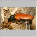 Ampedus elongatulus - Schnellkaefer 01 5-6mm.JPG